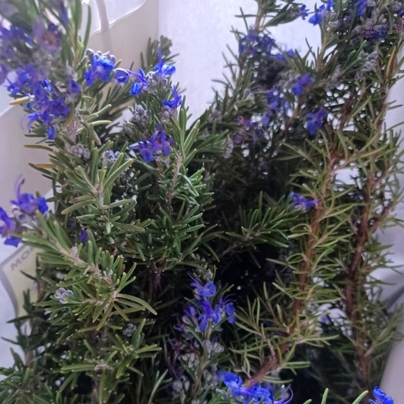 Meet your Posher, Roxanne - Picture 1 of 1